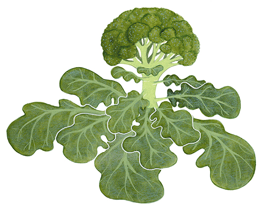 pia taccone fruits et legumes broccoli